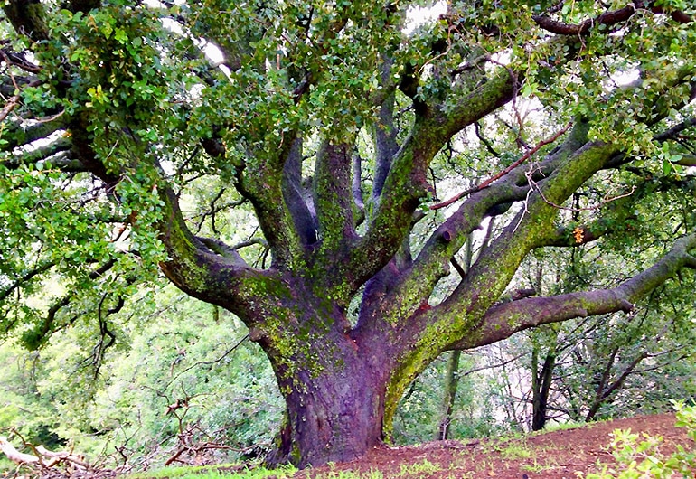 Giant mossy tree with many branches on a ridge in the forest