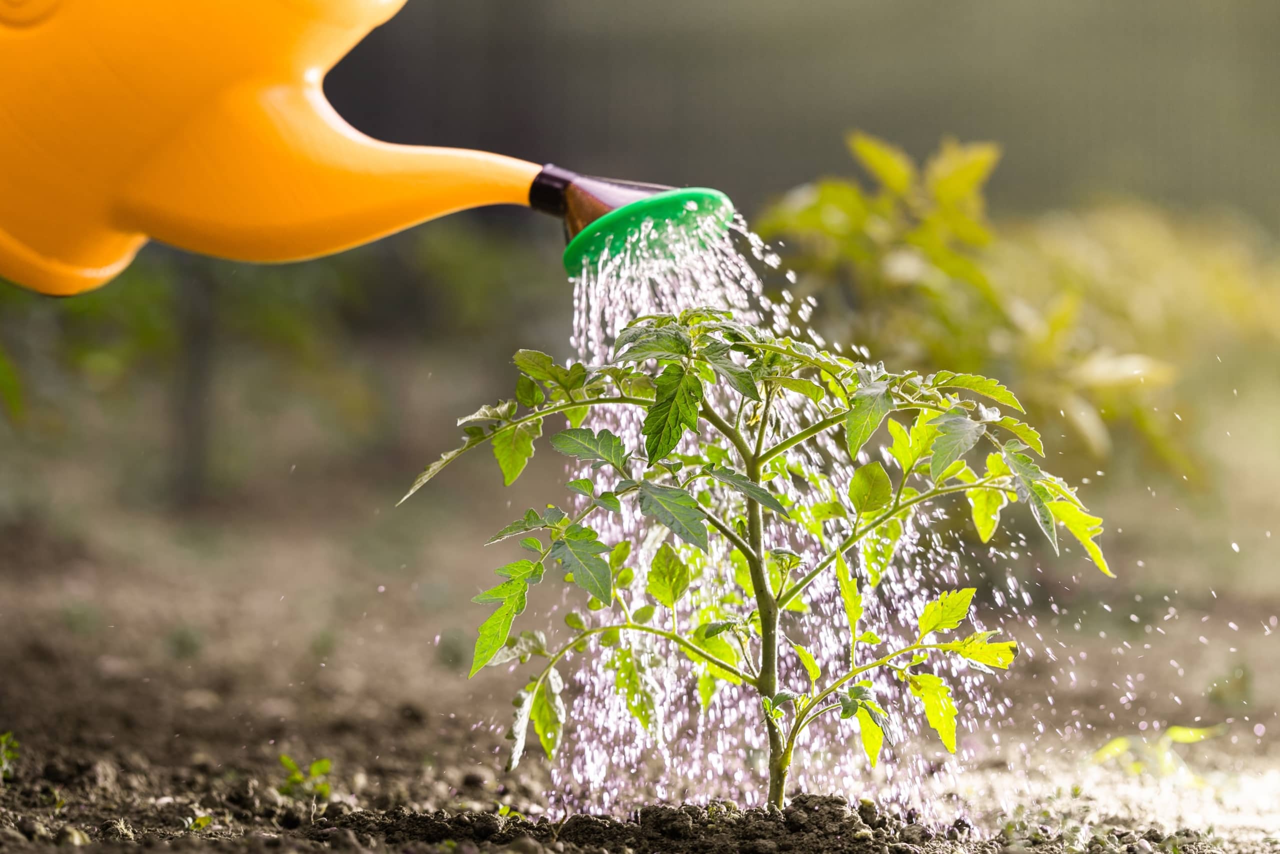 A yellow watering can showering water on a small plant encouraging growth