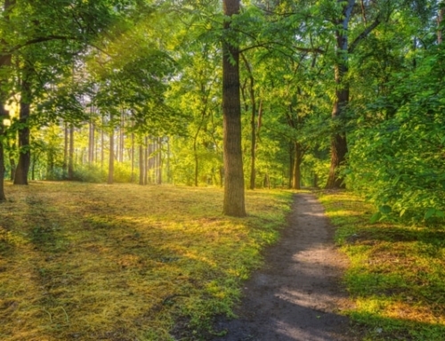A Walk Can Sometimes Change Your Life