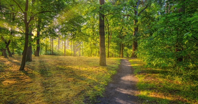 Sunlight filters through tall trees along a forest path, with green foliage and a dirt trail leading into the woods.